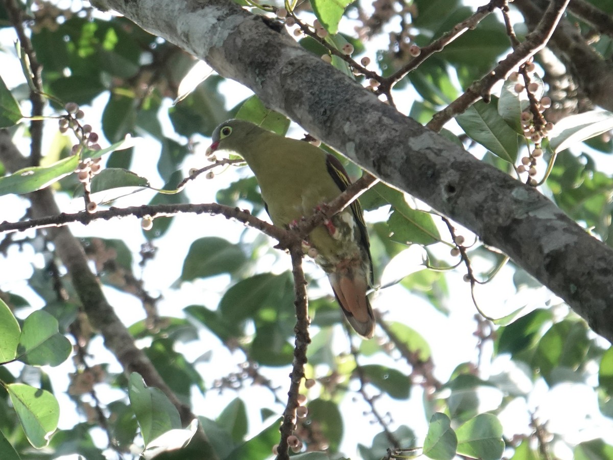 Thick-billed Green-Pigeon - ML647610009