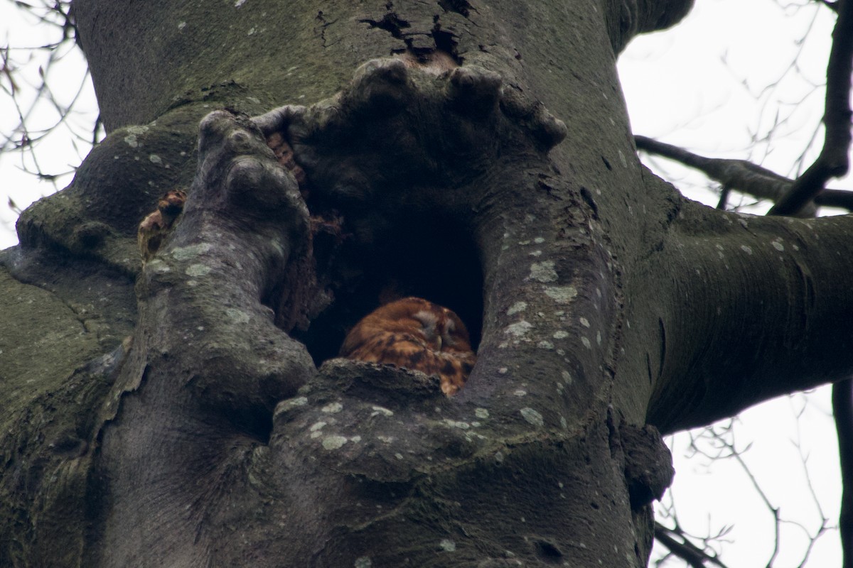 モリフクロウ - ML647610025