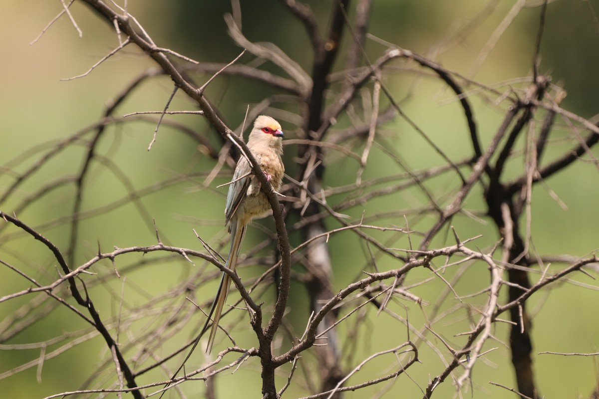 Red-faced Mousebird - ML647610046
