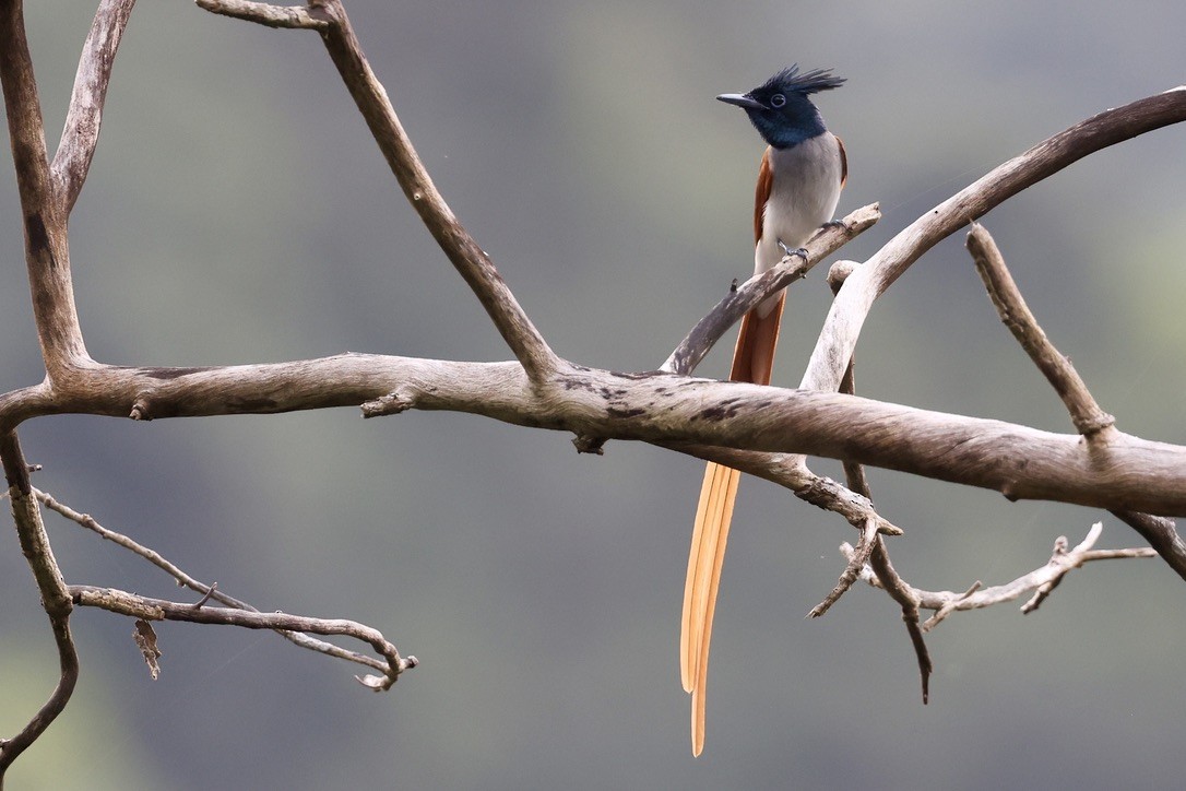 Indian Paradise-Flycatcher - ML647610087
