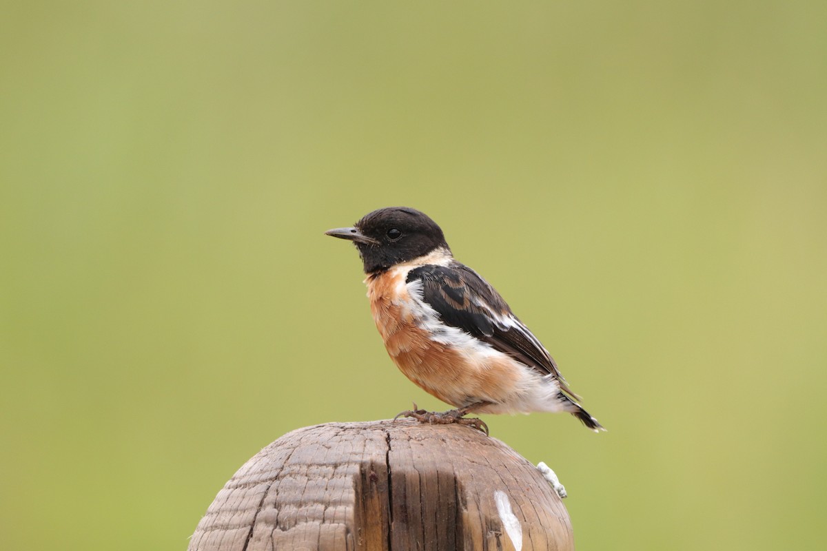 afrikasvartstrupe (torquatus gr.) - ML647610088