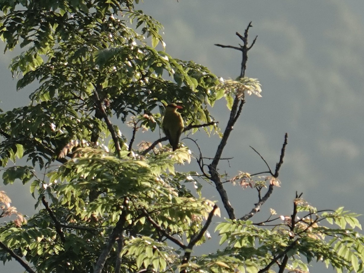 ミナミコウライウグイス - ML647610113