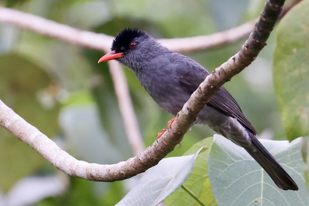 インドクロヒヨドリ - ML647610118