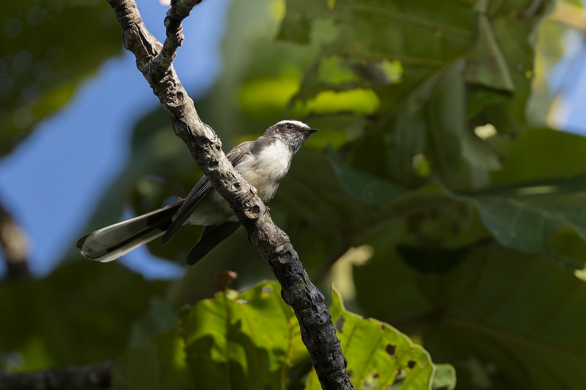 マミジロオウギビタキ - ML647610119