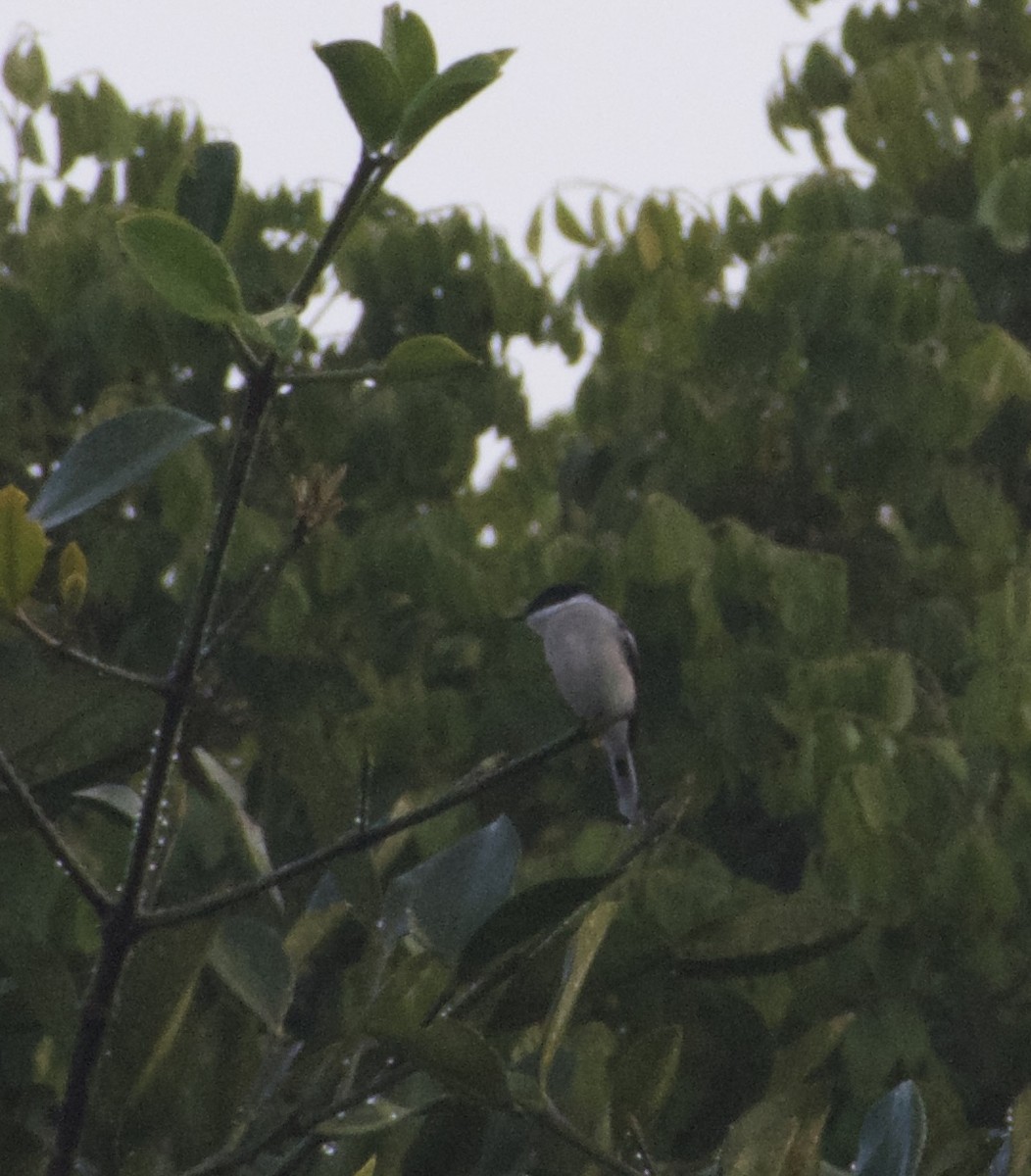 ヒタキサンショウクイ - ML647610127