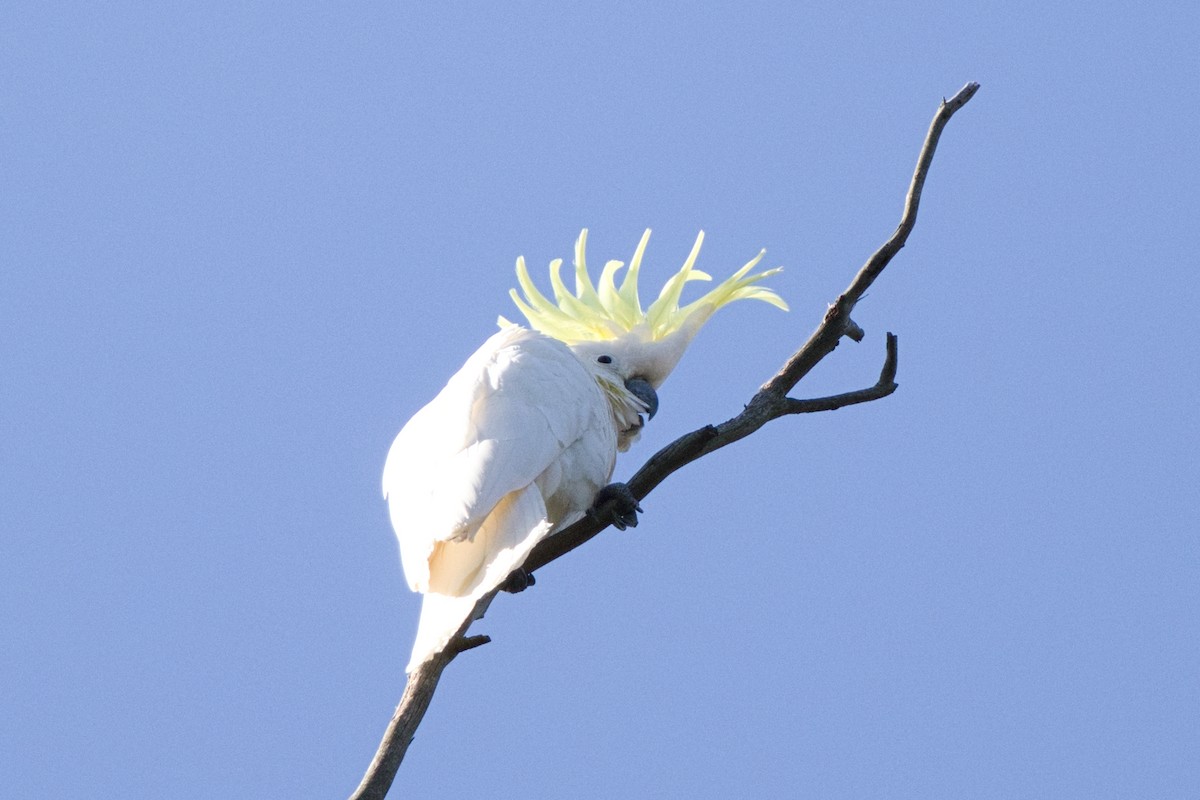 キバタン - ML647610128