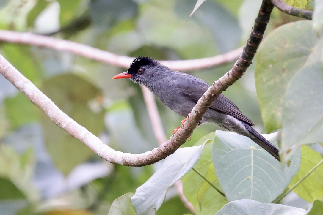 インドクロヒヨドリ - ML647610129