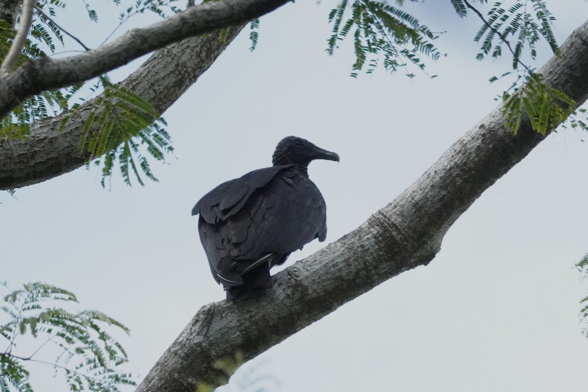 クロコンドル - ML647610131