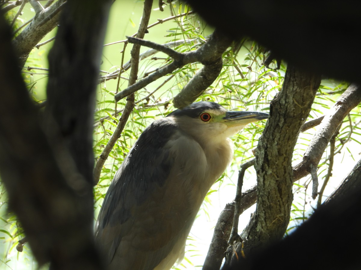 ゴイサギ - ML647610133