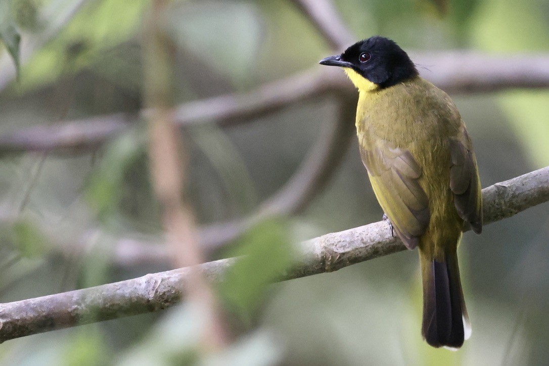 エボシヒヨドリ - ML647610138