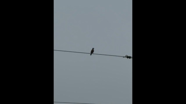 コマツグミ - ML647610140