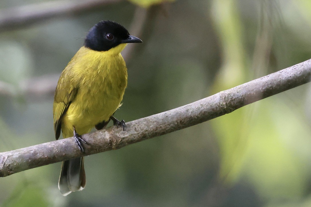 エボシヒヨドリ - ML647610141