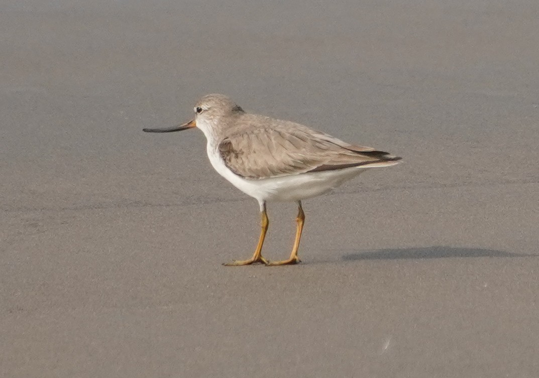 ソリハシシギ - ML647610142