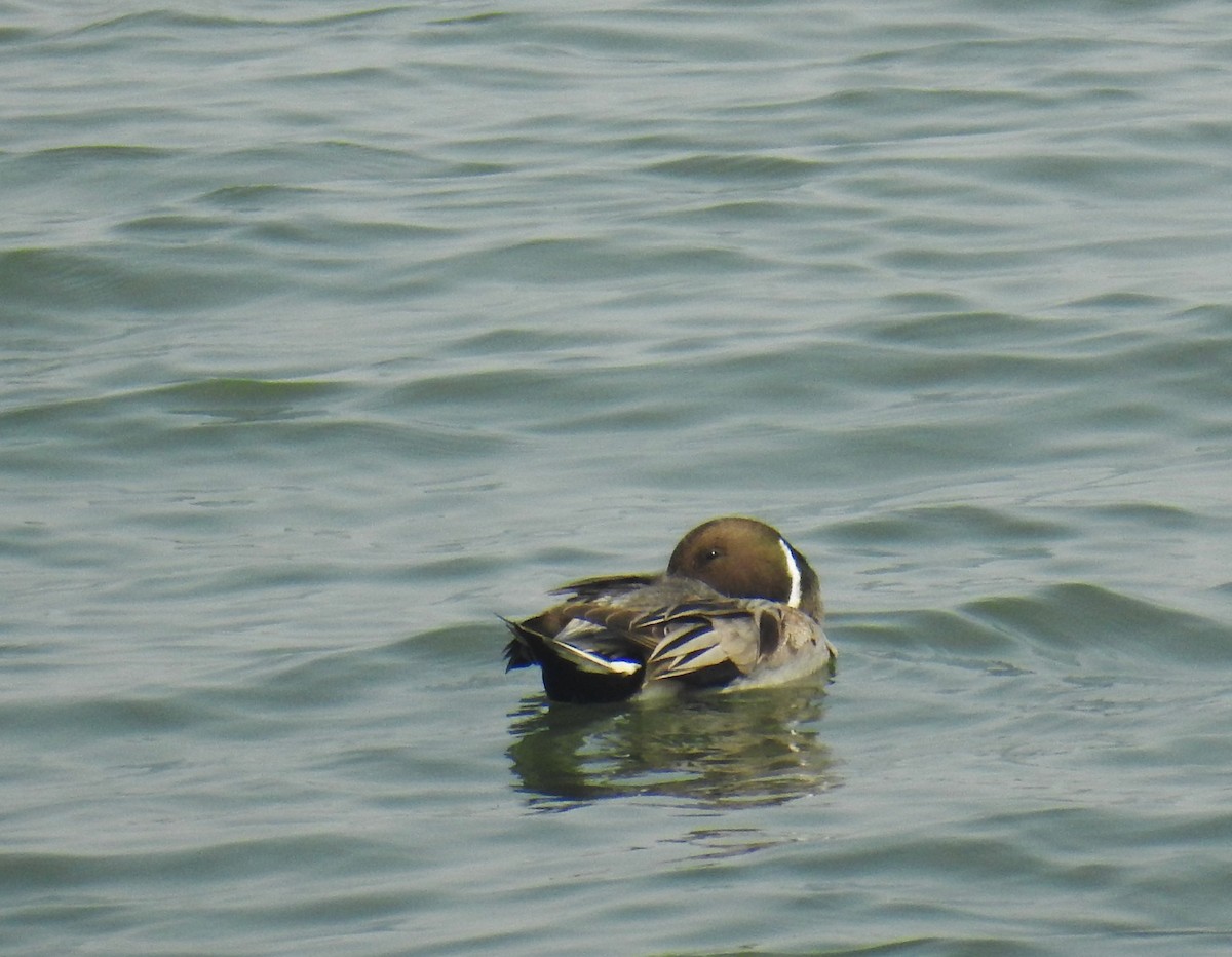 オナガガモ - ML647610144