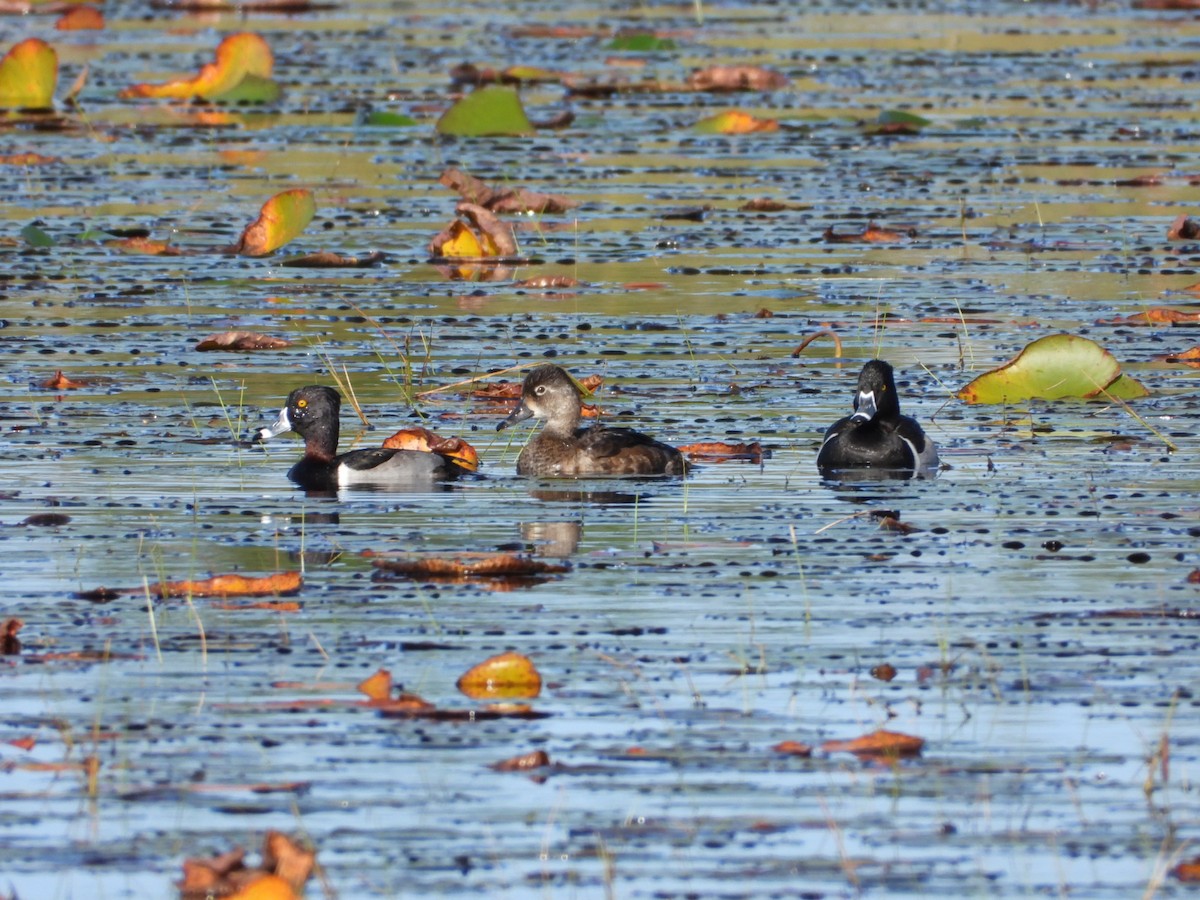 クビワキンクロ - ML647610145