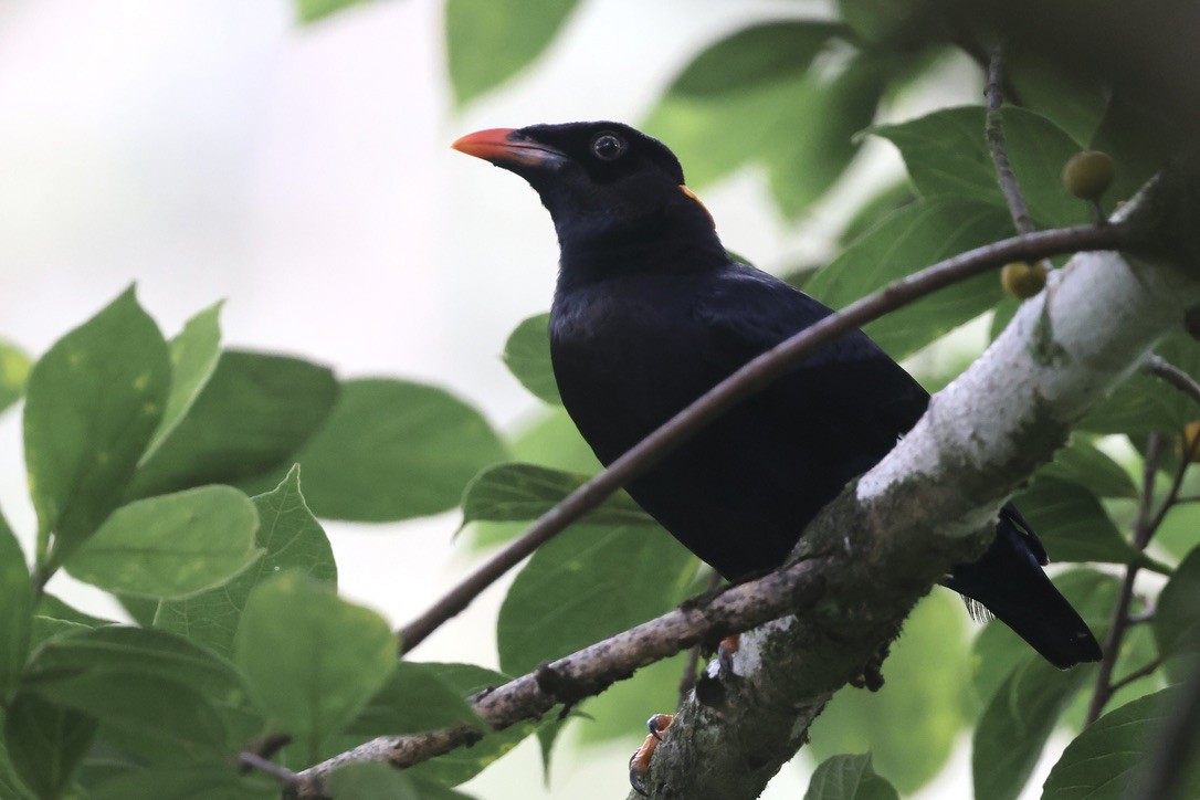 セイロンキュウカンチョウ - ML647610146