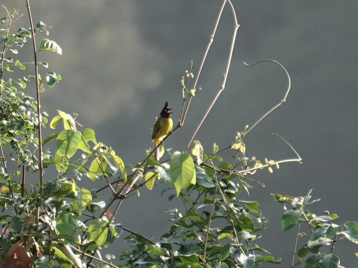 クロボウシヒヨドリ - ML647610148