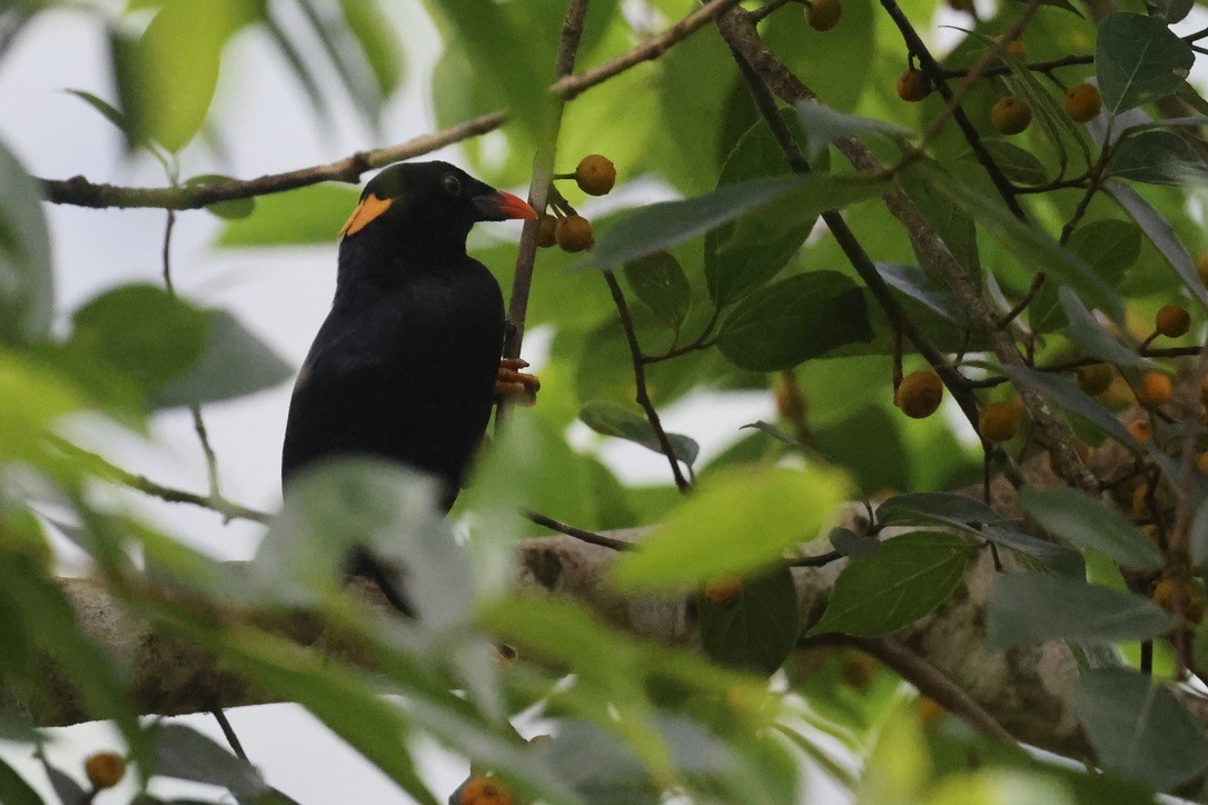 セイロンキュウカンチョウ - ML647610150