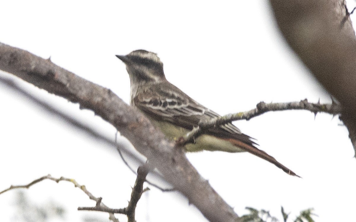 キカムリタイランチョウ - ML647610153