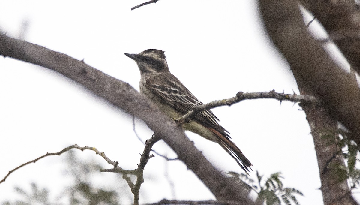 キカムリタイランチョウ - ML647610154