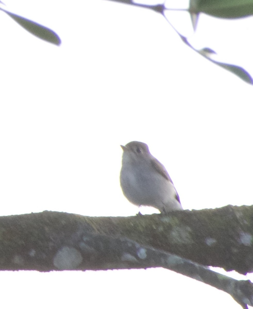 コサメビタキ - ML647610156