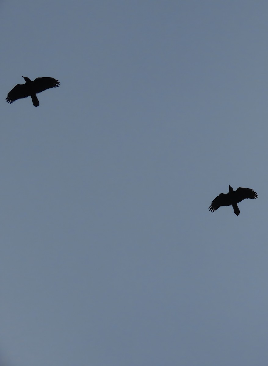 Common Raven - ML647610180