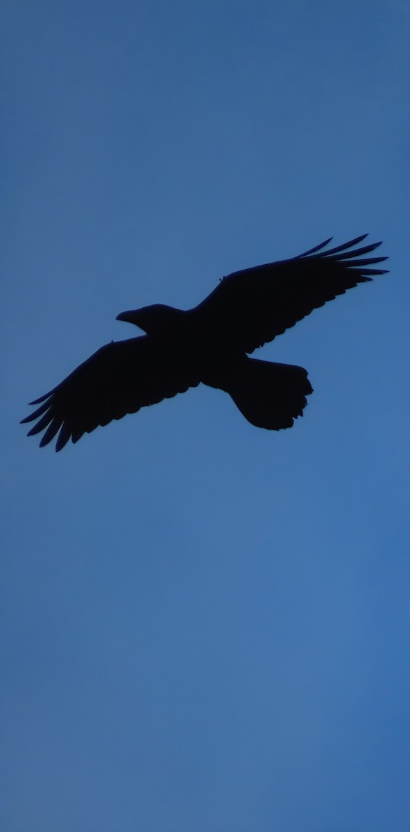 Common Raven - ML647610184