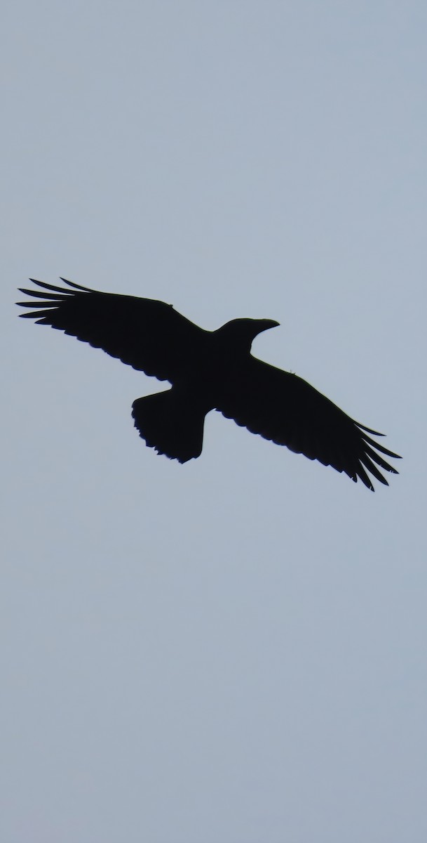 Common Raven - ML647610185