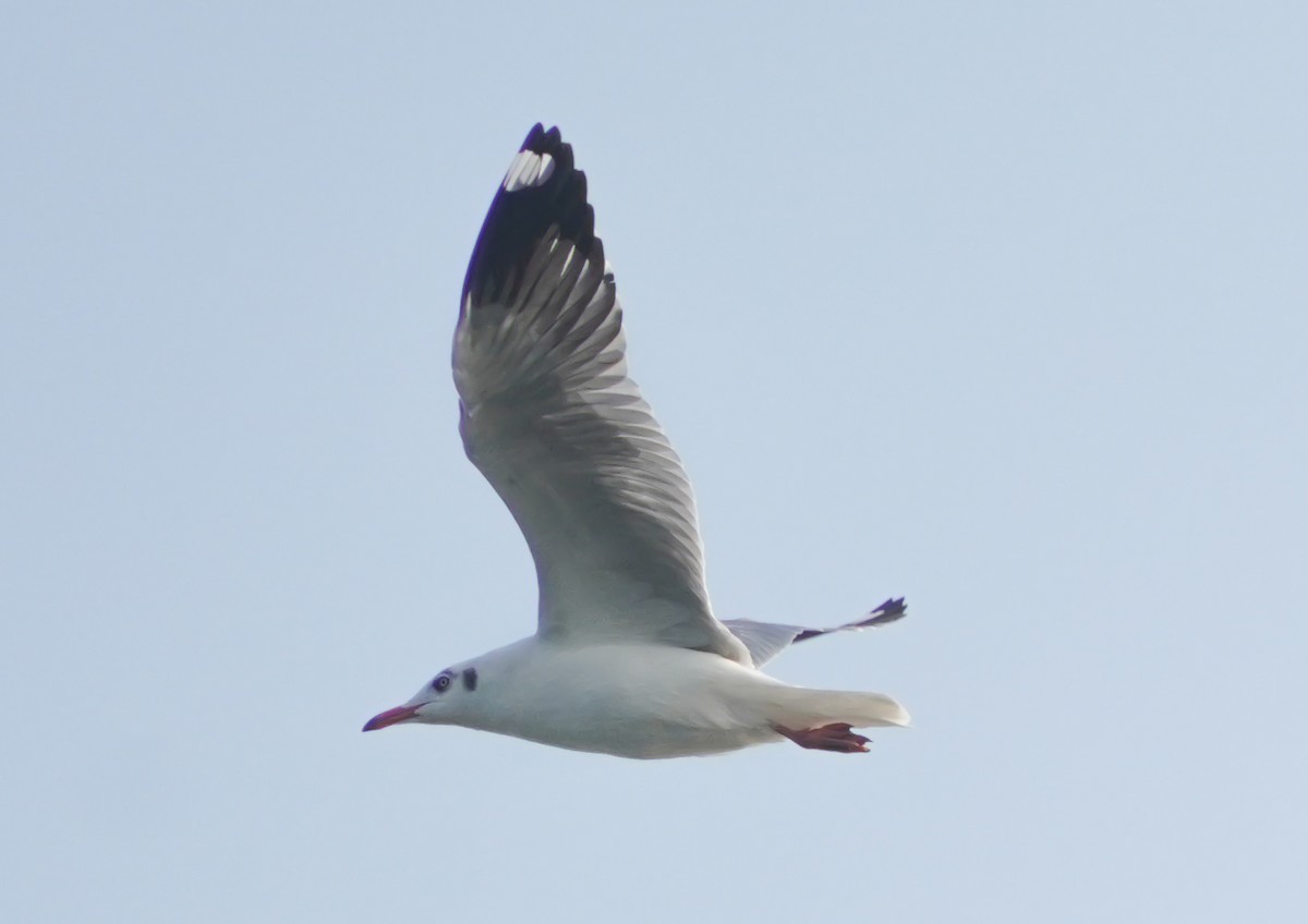 Gaviota Centroasiática - ML647610218
