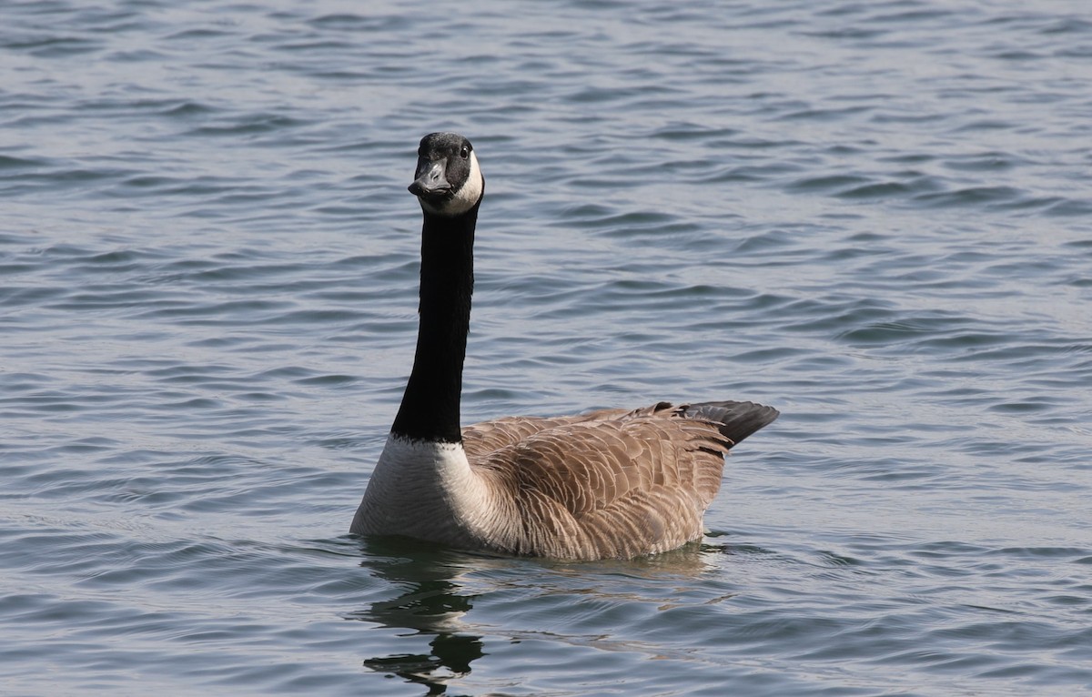 Kanadagans - ML647610251