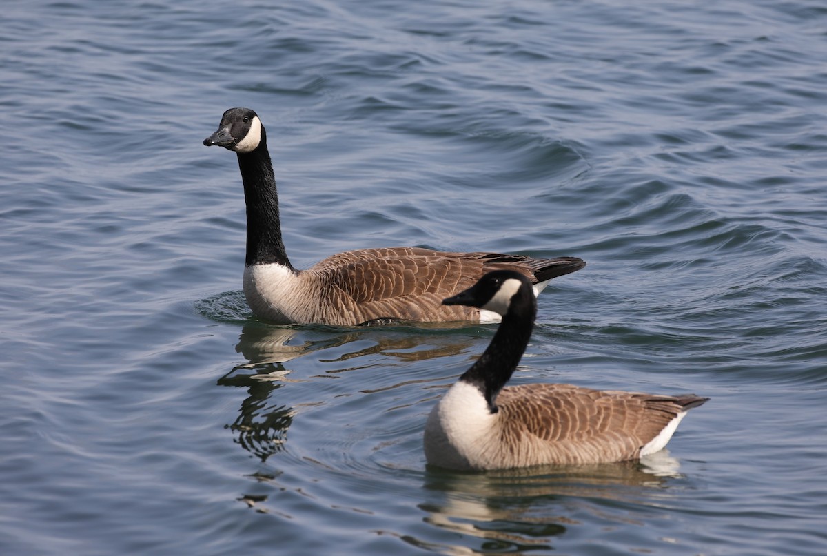 Kanadagans - ML647610253