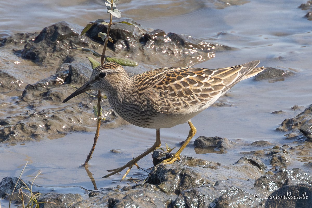 Pectoral Sandpiper - ML647610257