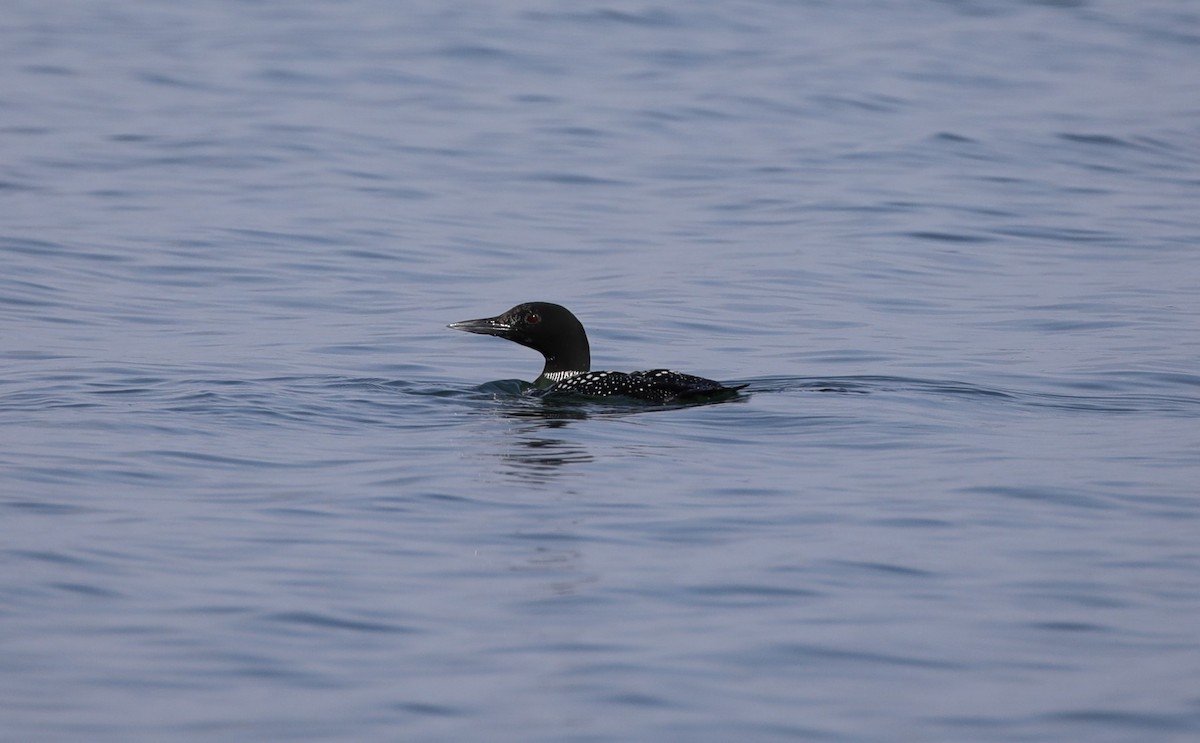 Common Loon - ML647610269