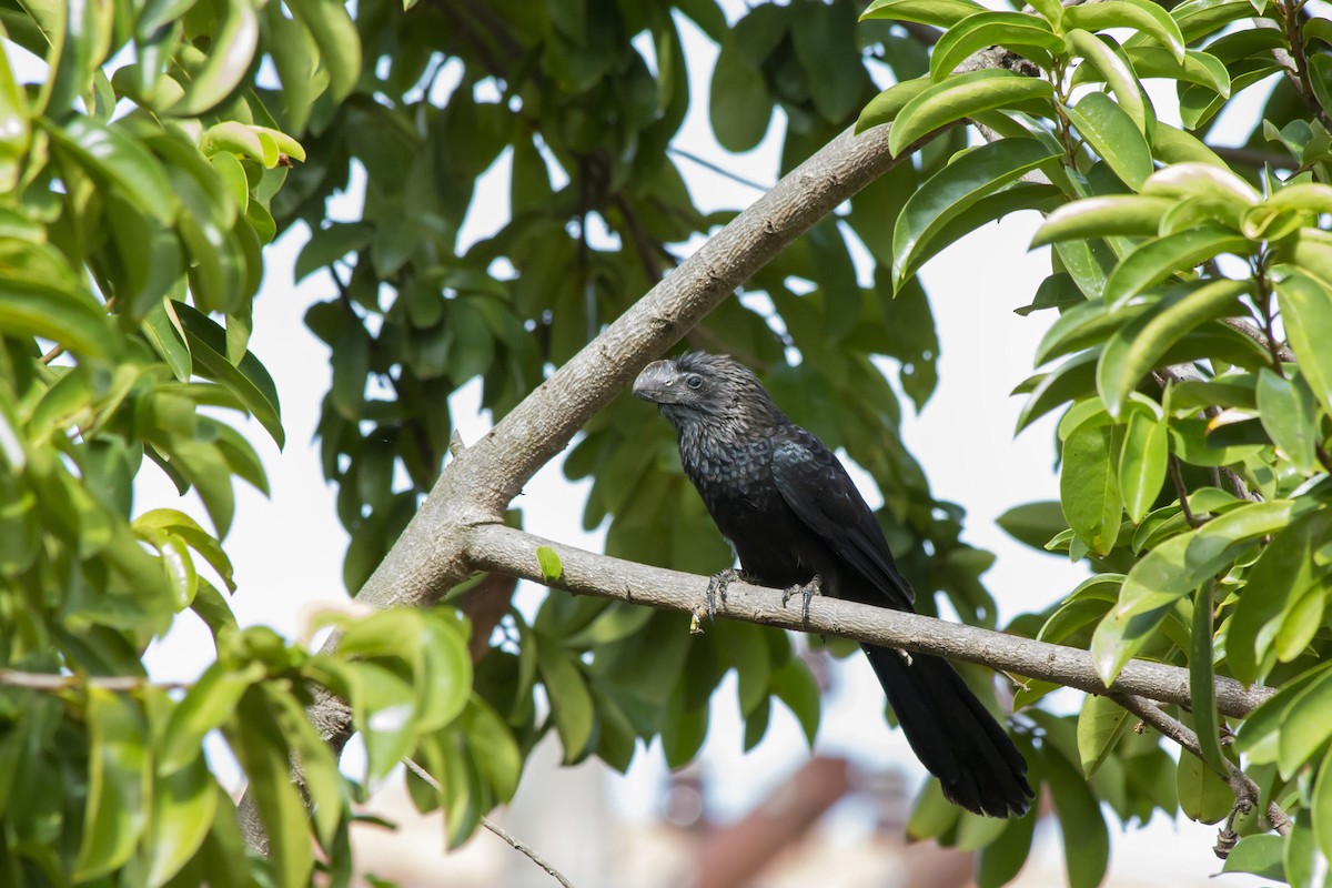 Smooth-billed Ani - ML647610305