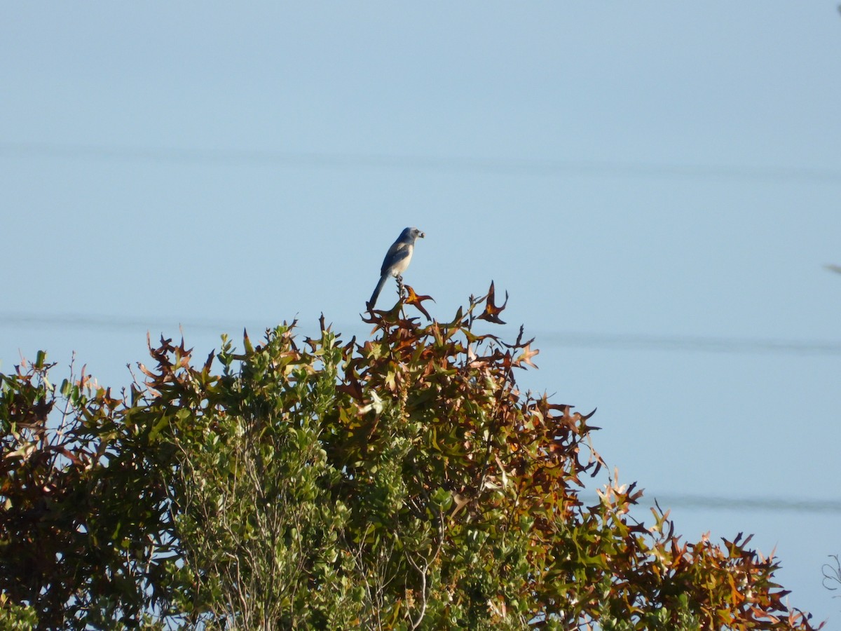 Florida Scrub-Jay - ML647610342