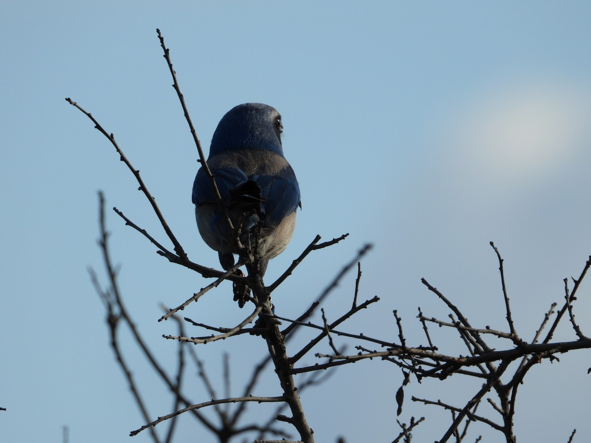 Florida Scrub-Jay - ML647610350