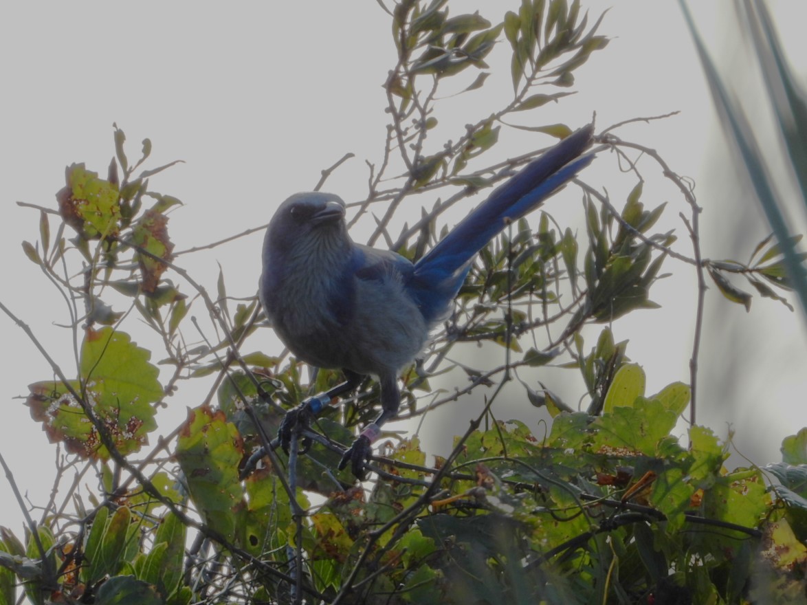 Florida Scrub-Jay - ML647610373