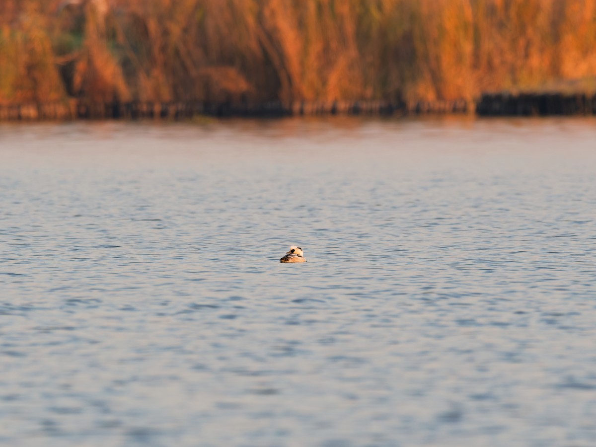 מרגון גמדי - ML647610374