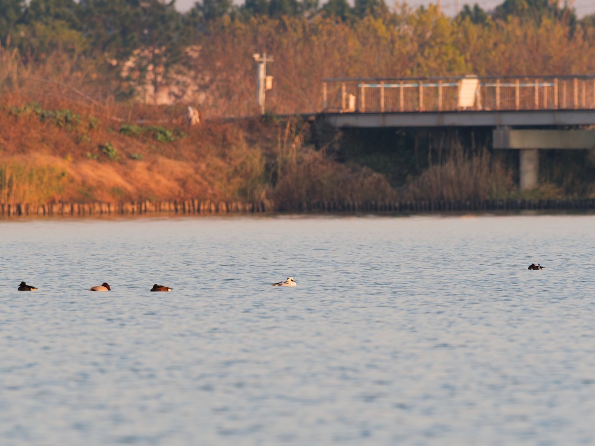 מרגון גמדי - ML647610375