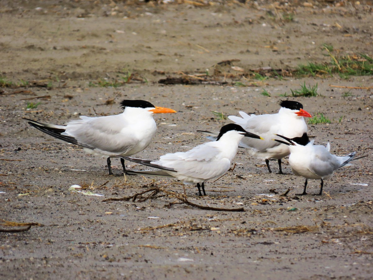 Caspian Tern - ML647610385