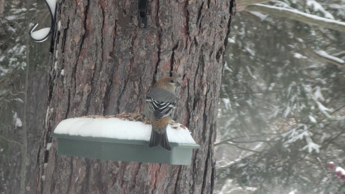 Pinu-gailupa - ML647610392