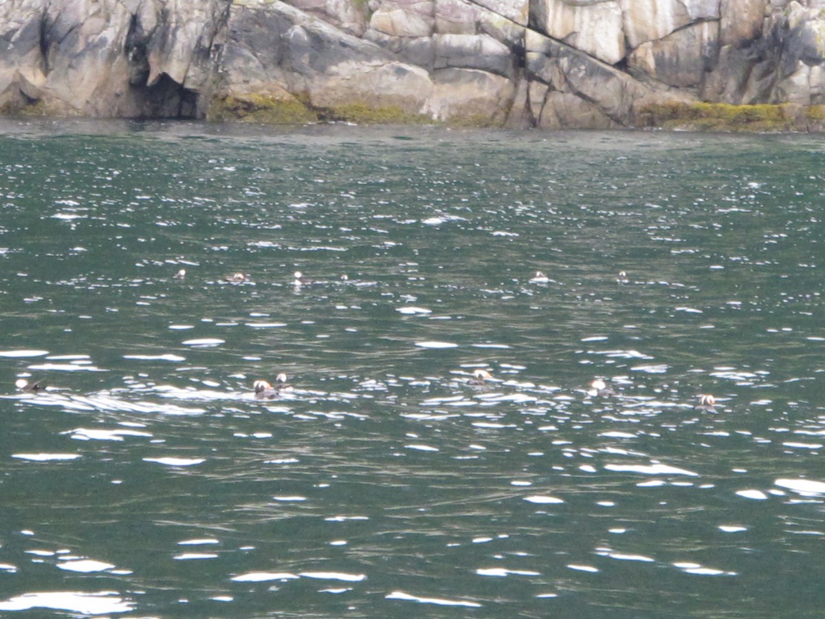 Tufted Puffin - ML647610393