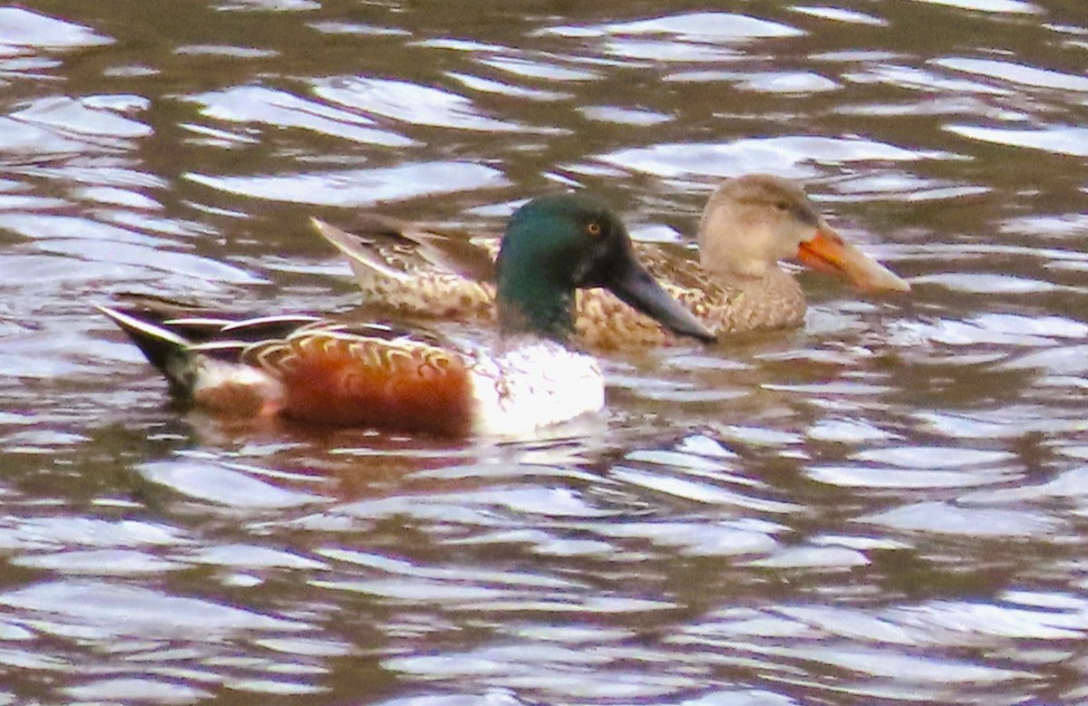 Northern Shoveler - ML647610412
