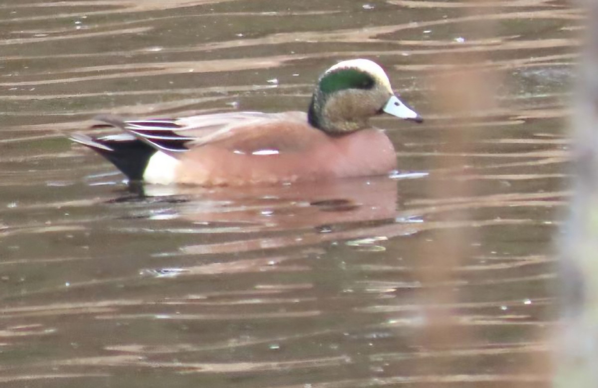 American Wigeon - ML647610416