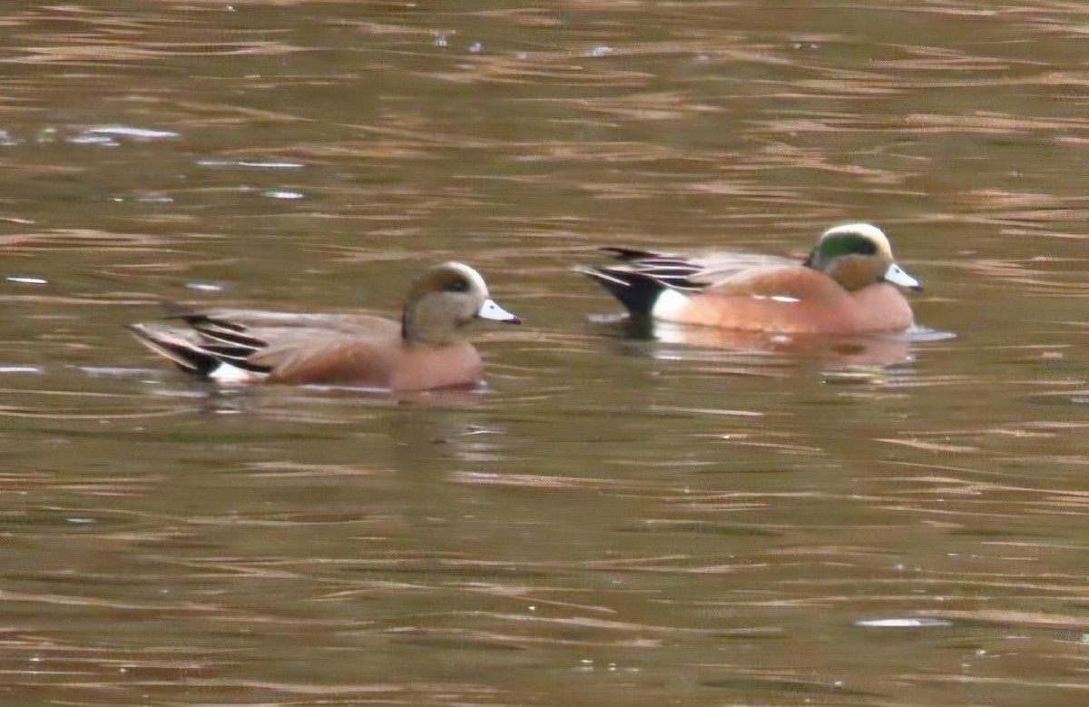American Wigeon - ML647610418