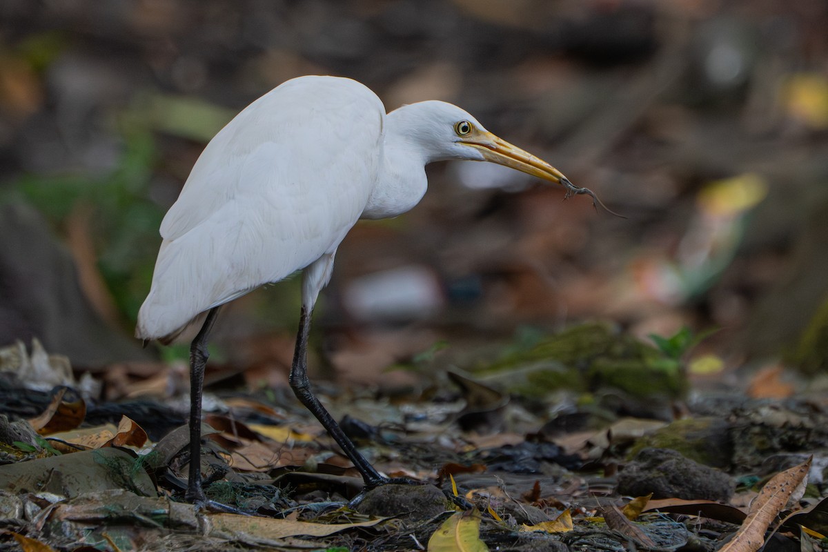 Medium Egret - ML647610421