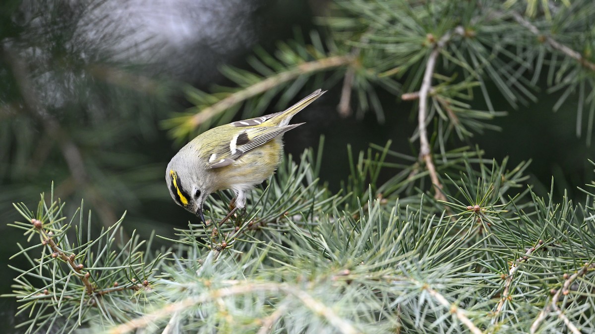 Mendi-erregetxoa - ML647610422