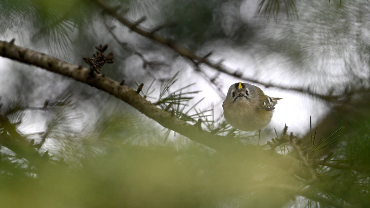 Mendi-erregetxoa - ML647610423