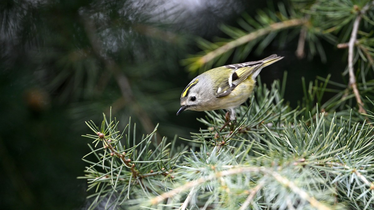 Mendi-erregetxoa - ML647610424