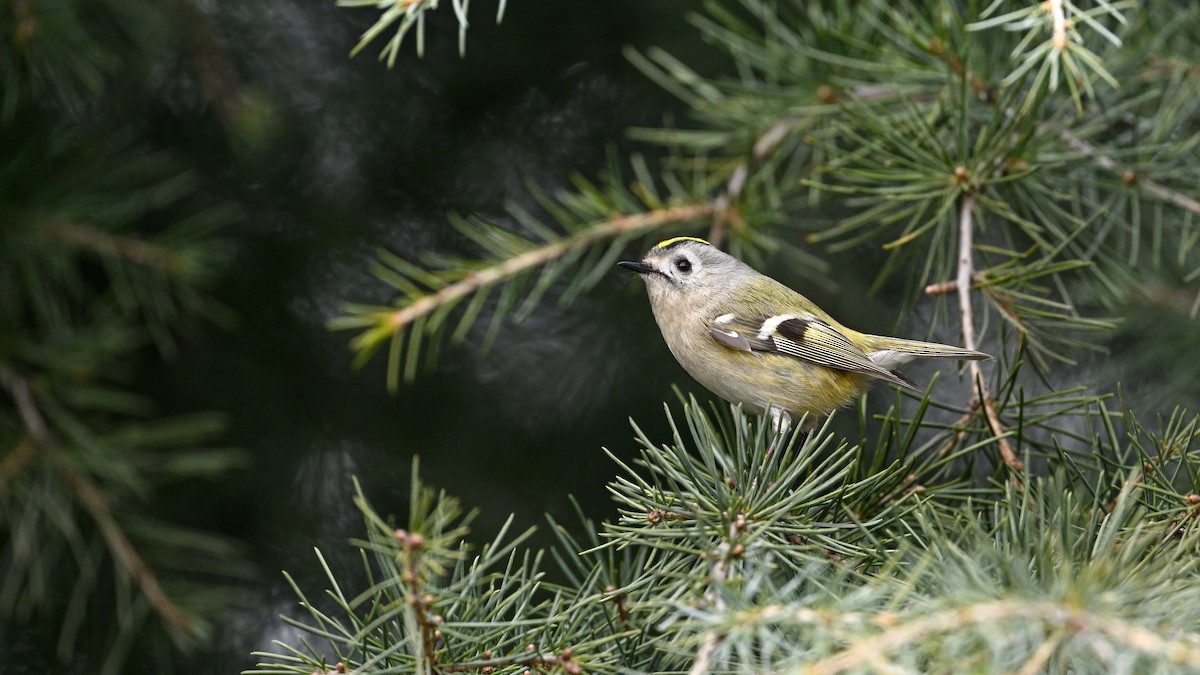 Mendi-erregetxoa - ML647610425